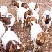 Pleasant Valley Goat Farm, Kerala