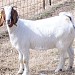 Pleasant Valley Goat Farm, KERALA