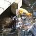 Fishing platform (Otsuridai) in Tokyo city