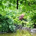 Japanese garden and lake in Tokyo city