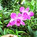 MODERN GARDENS DESIGNERS (Govisevana) in Galle city