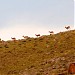 Sorkheh Hesar National Park