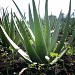 Aloe Vera Center