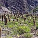 Parque Nacional Los Cardones