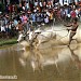 കാള്ളപൂട്ട് മത്സരം (മൂത്തേടം പി. ഒ.)