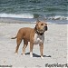 Fastwater, an American Staffordshire Terrier kennel