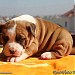 Fastwater, an American Staffordshire Terrier kennel