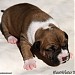 Fastwater, an American Staffordshire Terrier kennel