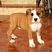 Fastwater, an American Staffordshire Terrier kennel