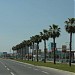 Palm Trees in Tirana city