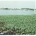 alappakkam lake  in Chennai city