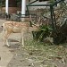 Baluarte Animal Cage