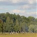 Polanka piknikowa (pl) in Warsaw city