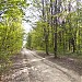 Городская роща в городе Ефремов