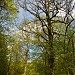 Городская роща в городе Ефремов