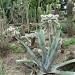 Botanischer Garten der Universität Wien