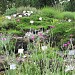 Botanischer Garten der Universität Wien