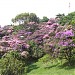 Praça Amadeu Decome