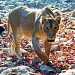 Lions have moved out of the Gir sanctuary to coastal villages(asiatic lion self change location)