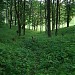 Лес в городе Рязань