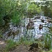 A pond