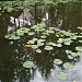 A pond