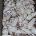 Peternak Tikus Putih (Rat) & Mencit untuk Penelitian, Pakan, dan Peliharaan (id) in Magelang city
