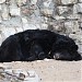 Black asian bear in Moscow city