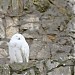 Polar owls in Moscow city