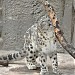 Открытый вольер гепарда
