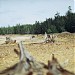 Dead land in the valley of the Sak-Elga river