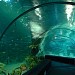 Сочинский океанариум в городе Сочи