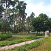 Памятник природы «Старый сосняк в парке по Бакинской улице» в городе Москва