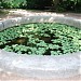 Pool with water lilies