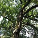 Найбільший дуб в Херсоні в місті Херсон