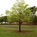 Praça dos Advogados na Araraquara city