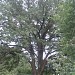 Liepsalas oak in Riga city