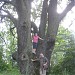 Liepsalas oak in Riga city