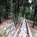 Кипарисовая роща в городе Гурзуф