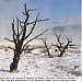 Mammoth Hot Springs