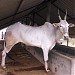 Aditi dairy Farm