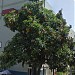 Loquat Tree in Los Angeles, California city