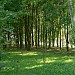 Park in Opole city