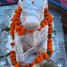 Shiva temple dwadash jyotirlinga  in Bilaspur city