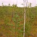 Cranberry bog