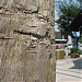 4 ствола старых деревьев (ru) in Kobe city