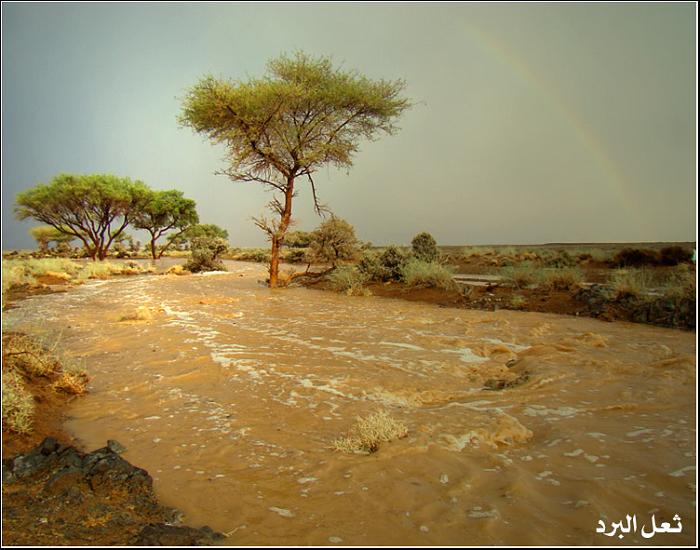 مستشفى عقلة الصقور