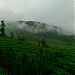Kaub
