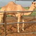 زمول بن عمير (en) في ميدنة مدينة العين 