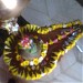 SARVESHVER MHADEAV MANDIR & JAINAGAR GARDEN in Pali city